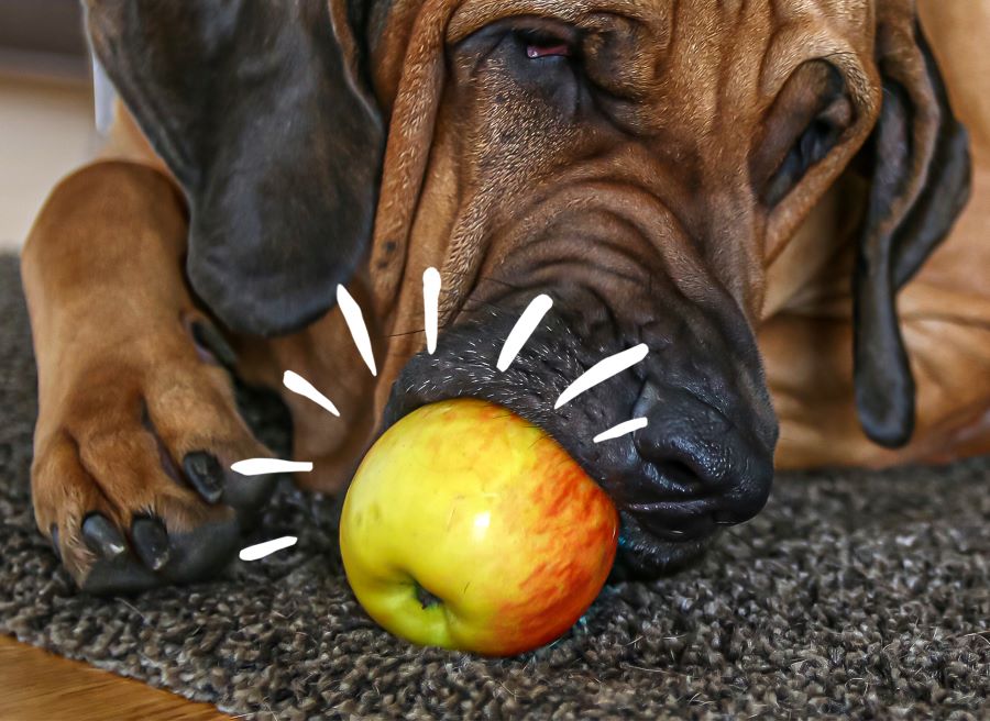 Can bulldogs eat apples hotsell